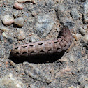 Yellow-Striped Army Worm