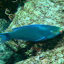 Queen Parrotfish (terminal phase)