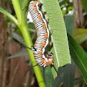 Common Crow or Australian Crow caterpiller