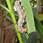 Common Crow or Australian Crow caterpiller