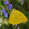 Common Emigrant / Lemon Emigrant ( ♀ )