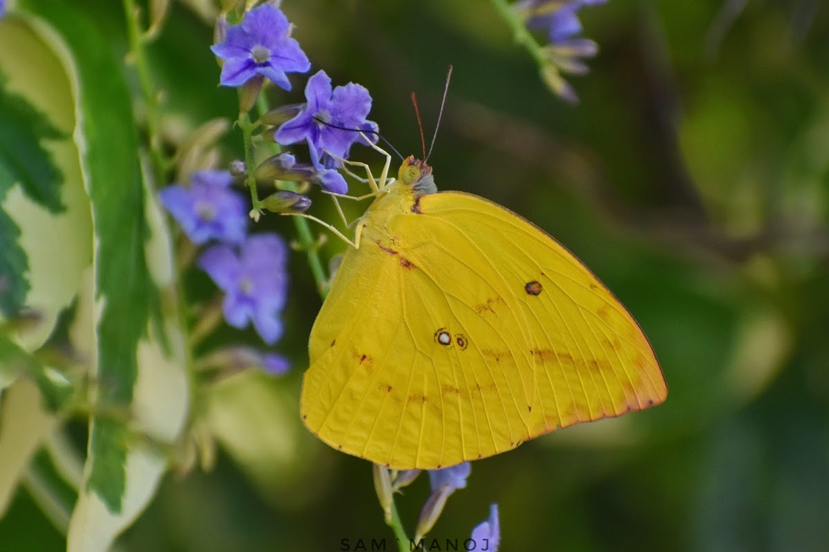 Common Emigrant / Lemon Emigrant ( ♀ )