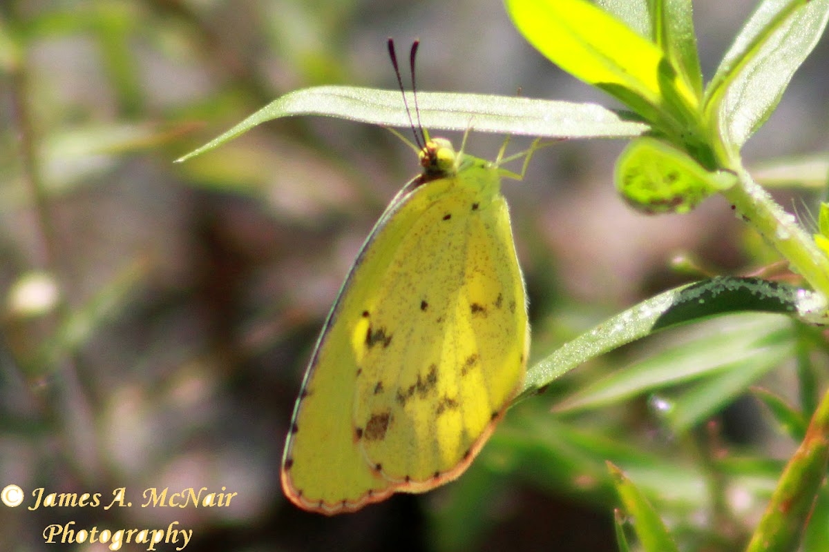 Little Yellow Butterfly