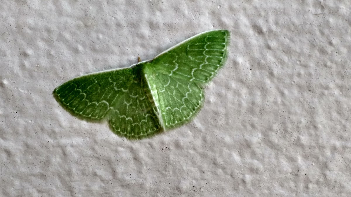 Wavy-lined Emerald Moth