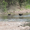 Moorhen; Polla de Agua