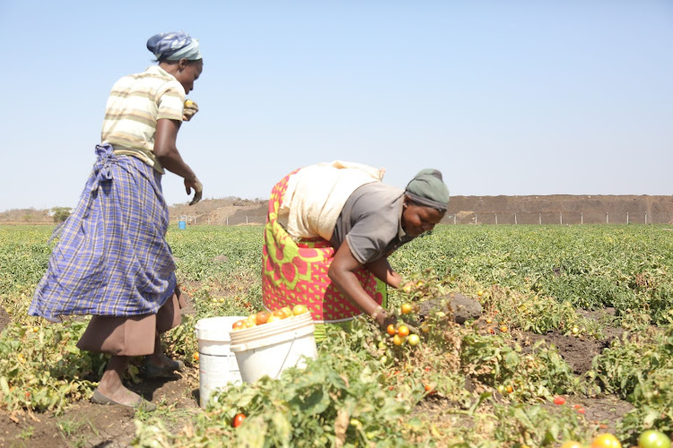 Farmers harvest tomatoes in Isinet irrigation project in Kajiado county