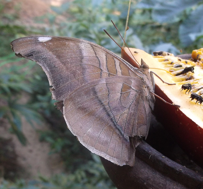 Stinky Leafwing,  Orion Cecropian