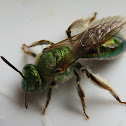 Texas Striped-Sweat Bee