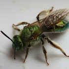 Texas Striped-Sweat Bee