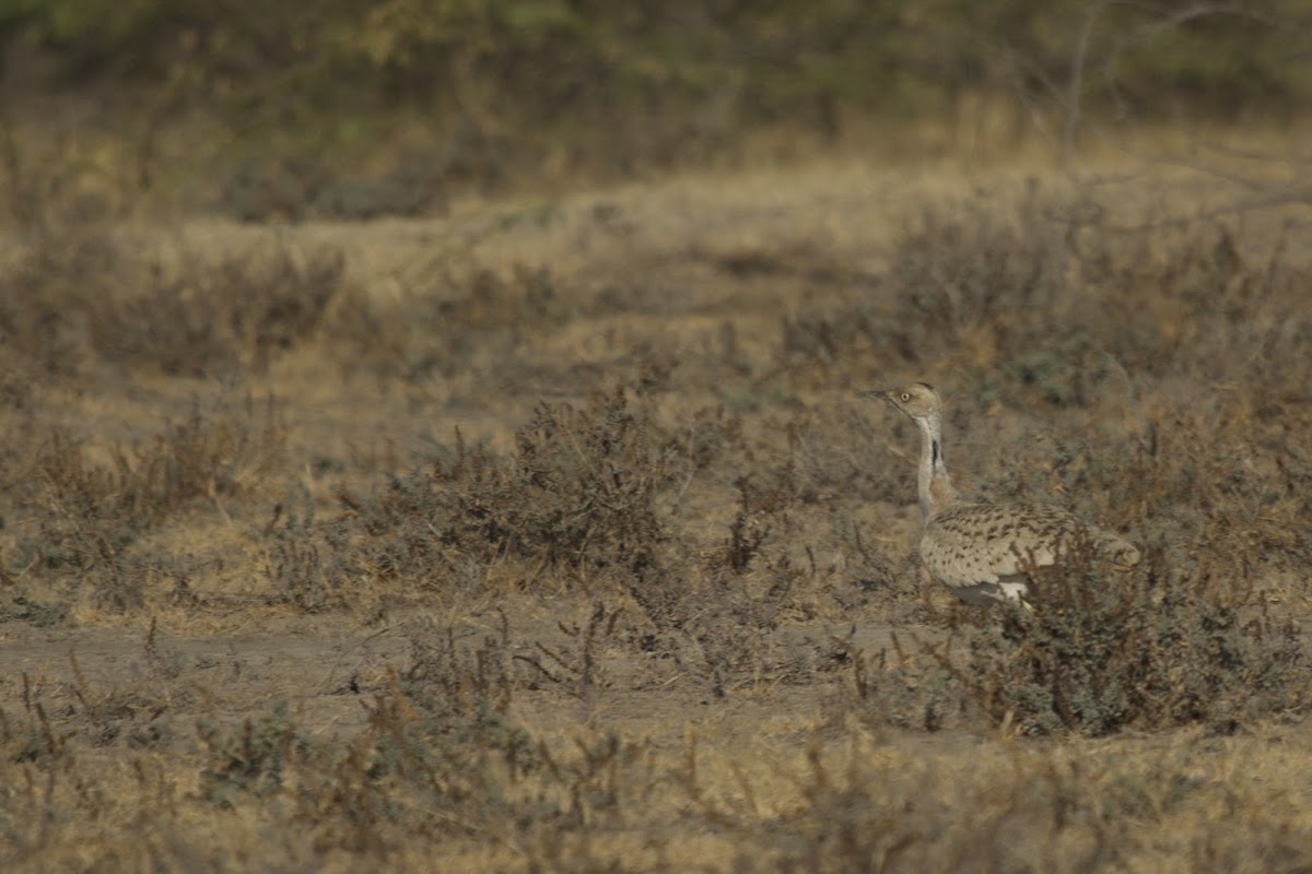 Houbara bustard