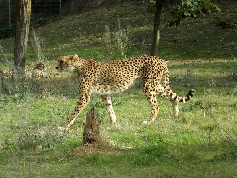 Guépard sud-africain, Doué la Fontaine - Tous droits réservés