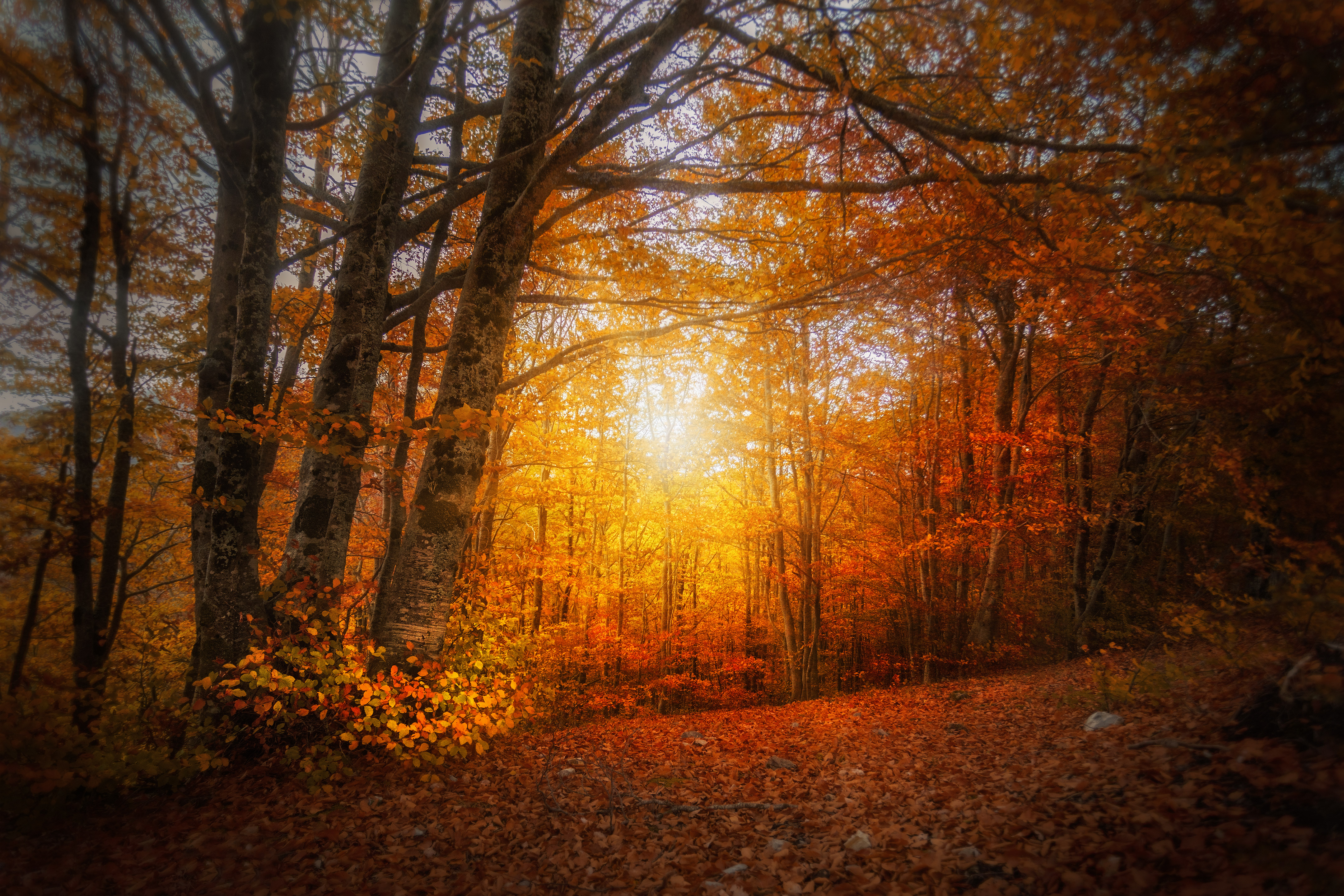 Tra riflessi foglie e colori...  di ricocavallo 