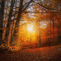 Tra riflessi foglie e colori...  di ricocavallo 