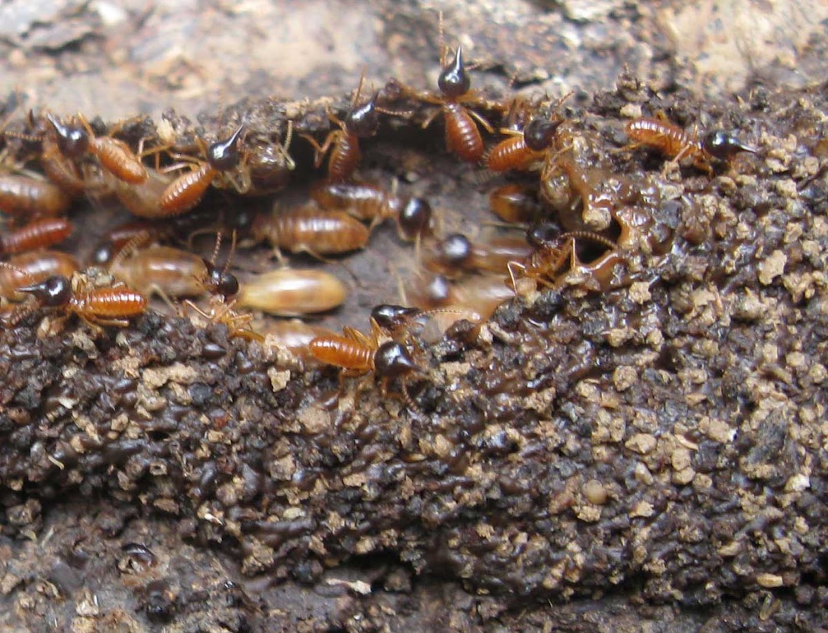 Nasute Termites, White Ants