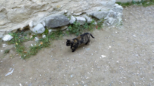 Râșnov Citadel România 2015