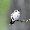 Ruby-throated hummingbird (female)