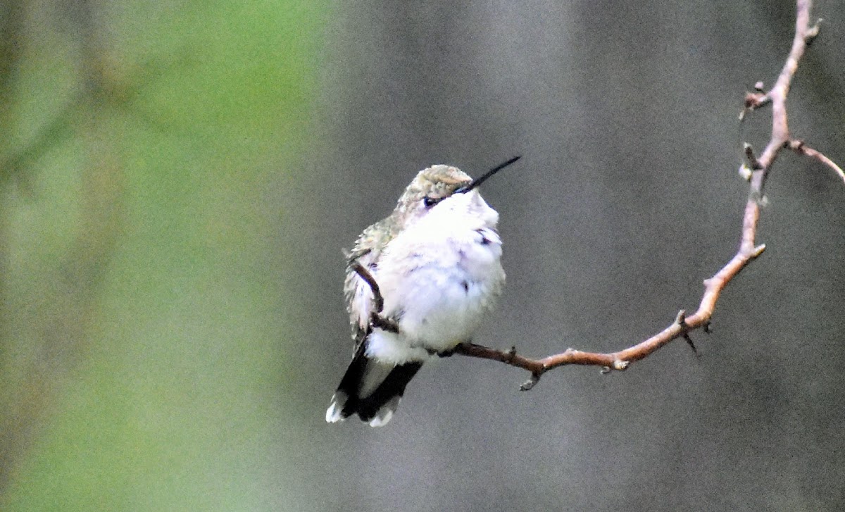 Ruby-throated hummingbird (female)