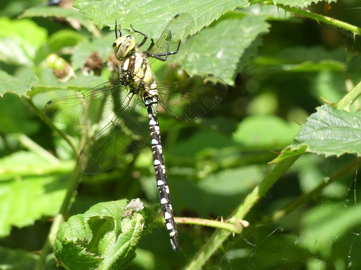 Southern Hawker