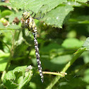 Southern Hawker