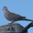 Collared Dove; Tórtola Turca