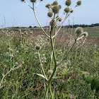 Rattlesnake Master