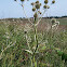 Rattlesnake Master