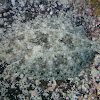 Peacock Flounder