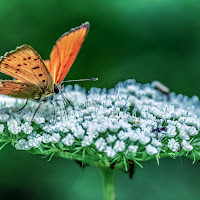 La vita su un fiore di 