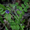 Vicia sativa subsp. incisa (M. Bieb.) Arcang.