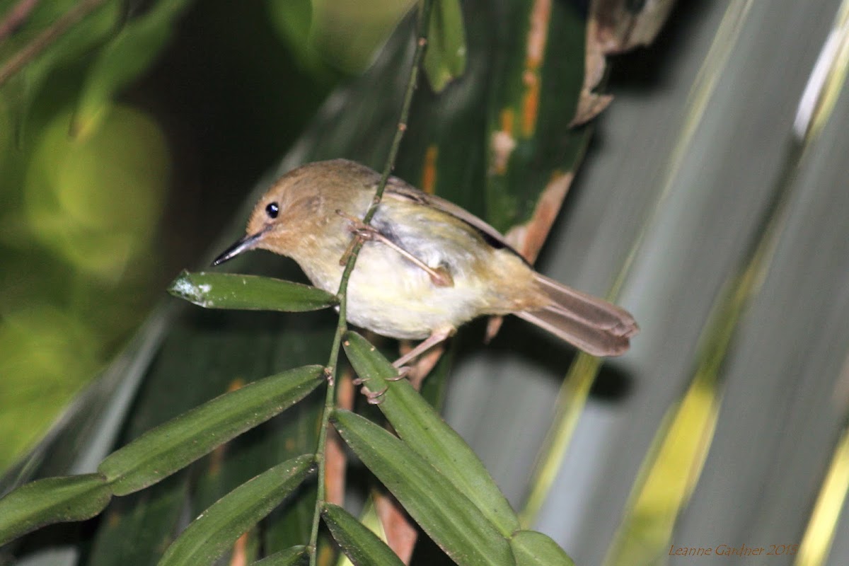 Large-billed Scrubwren