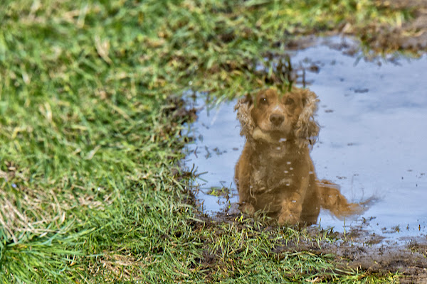 Dog in the mirror di Andrea Izzotti