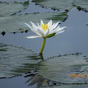 Shapla (White lily)