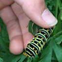 Black Swallowtail Butterfly