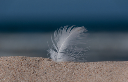 Feathers stuck in the sand small promo image