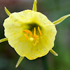 Petticoat daffodil; Narciso acampanado