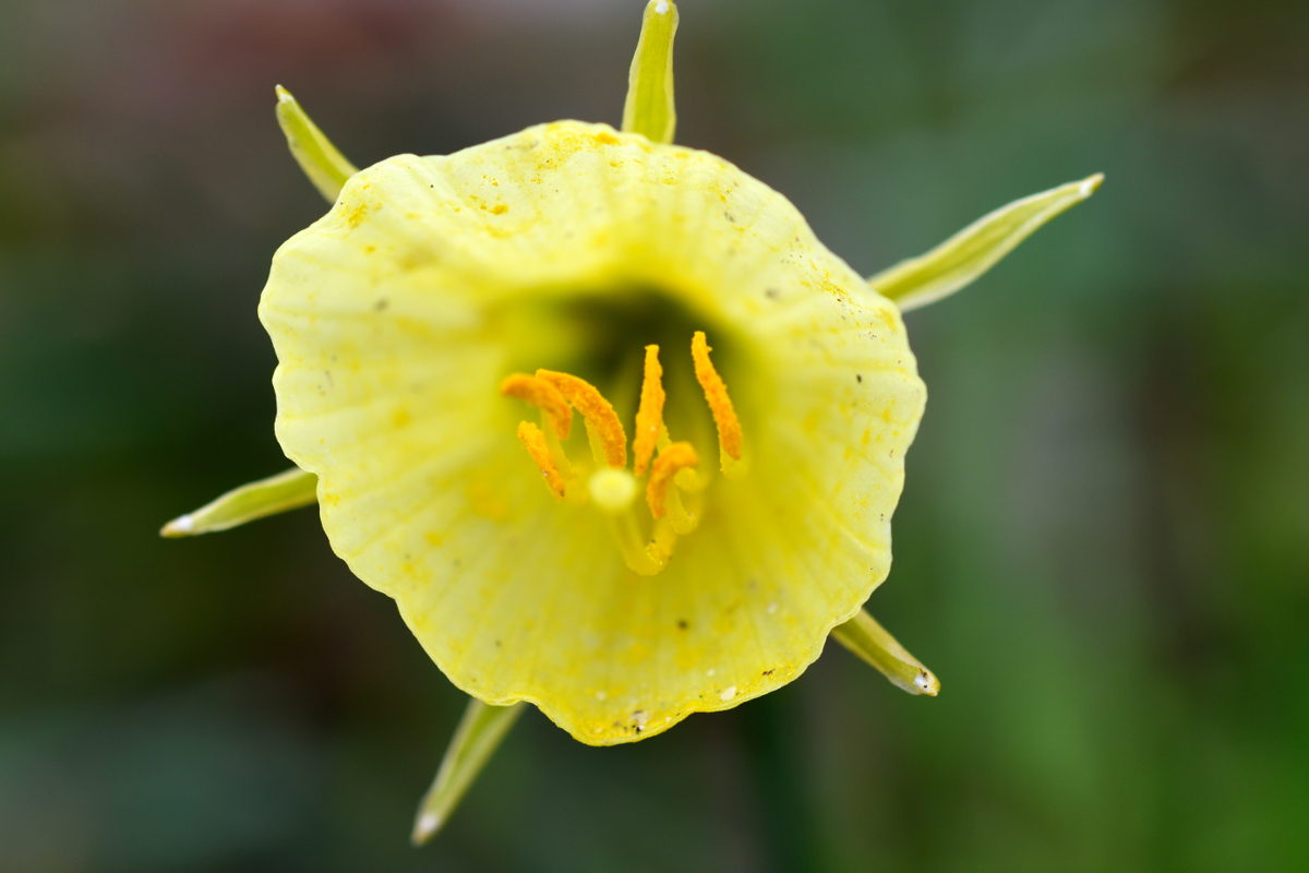 Petticoat daffodil; Narciso acampanado