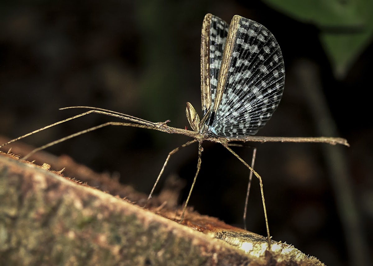 Crown Stick Insect