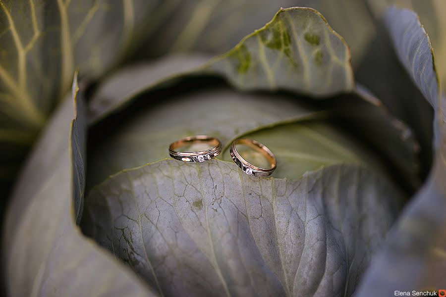 Wedding photographer Elena Senchuk (baroona). Photo of 28 September 2014