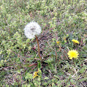 Dandelion