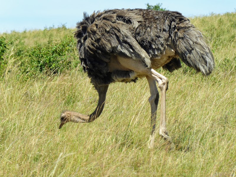 NOS VAMOS A MASAI MARA - Un poquito de Kenia: Lagos Naivasha y Nakuru, Samburu y Masai Mara (12)