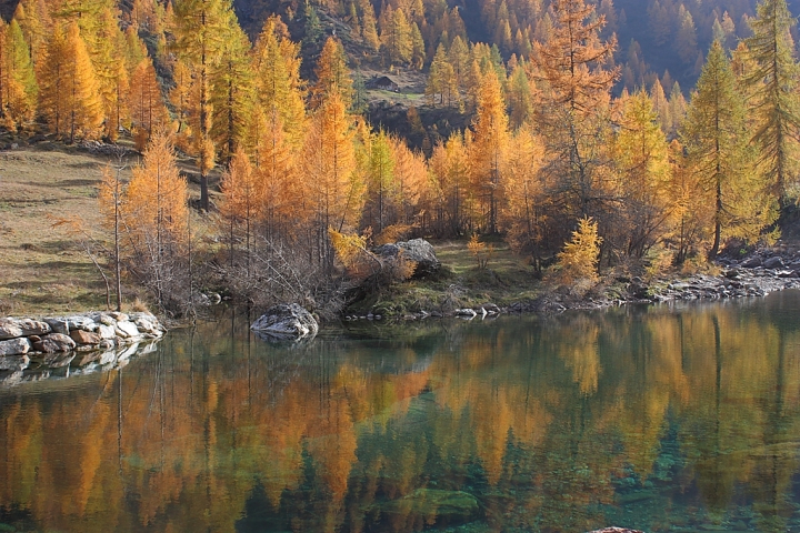 Larici di Alessandro Remorini