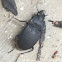 Darkling beetle