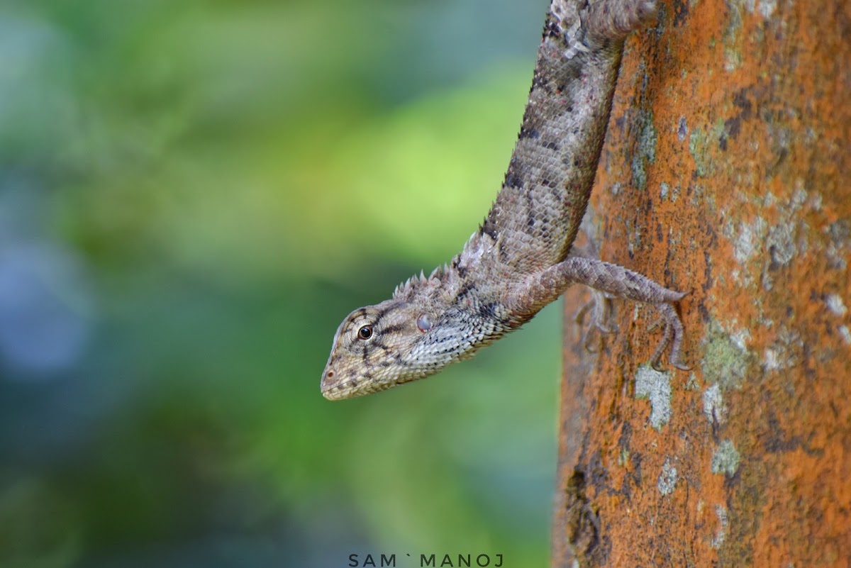 Oriental Garden Lizard