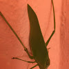 Giant Katydid