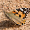 Painted Lady