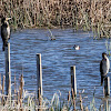 Cormorant; Cormorán Grande