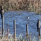 Cormorant; Cormorán Grande