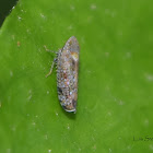 Treehopper