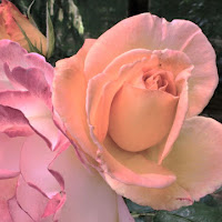 Rosa rosae rosae di 