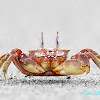 Ghost Crab